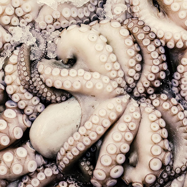 Octopus - Specialty Items